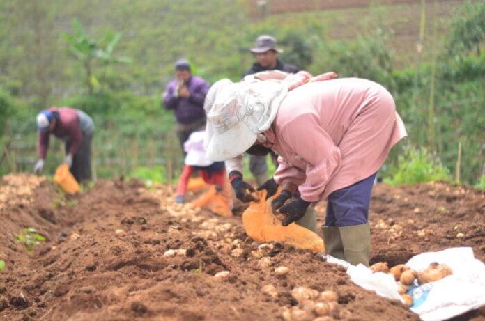 Petani kentang sedang panen di Desa Sukawargi, yang terletak di Kecamatan Cisurupan, Kabupaten Garut