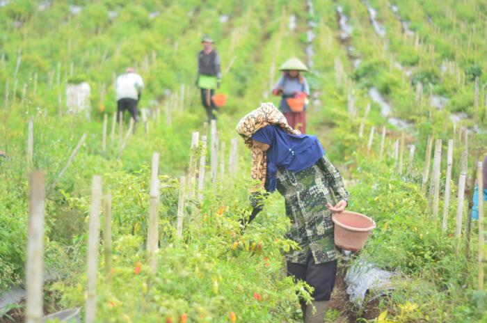 Petani sedang panen Cabai di Desa Sukawargi, yang terletak di Kecamatan Cisurupan, Kabupaten Garut