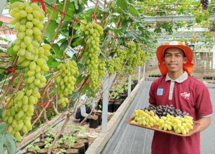 Nikmati Pengalaman Memetik Anggur Sendiri di Garut Grape Garden