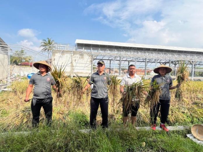 Wujud Pembinaan Nyata: Lapas Garut Panen Padi dan Bangun Kemandirian Pangan